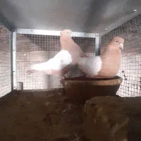 یک جفت،سینه،زرد،دوکت،سفید