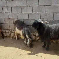 کهرهنر|حیوانات مزرعه|زرین دشت (فارس), |دیوار