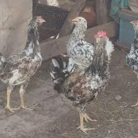 نیمچه مرغ و خروس گلین اصل