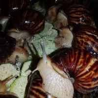 مارژیناتا.جوجه.پیش مولد.خاویار