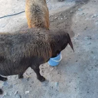 دوراس گوسفند دندان انداختن