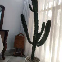 کاکتوس افوربیا