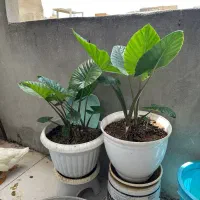 گل بابا ادم
