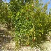 باغ اناری در جوشان