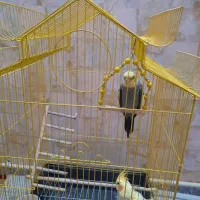 دوجفت عروس هلندی آواز خوان وسالم|پرنده|فردیس, شهرک شهید حسینی|دیوار