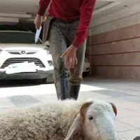 ذبح گوسفند مرغ وغیره