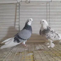 کفتر شازده وبادکنکی