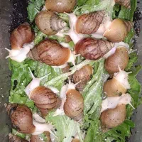 حلزوون آچاتینای