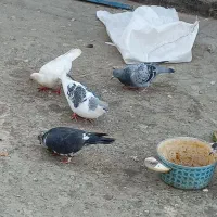 ۱۲ عدد کبتر|پرنده|رضویه, |دیوار