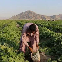 ارسال خیار سبز نوبر از هشت‌بندی میناب