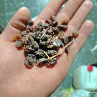 کشمش