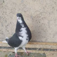 خوشرنگ سیاه و یال گلدار|پرنده|شیراز, کرونی(خاتونک)|دیوار