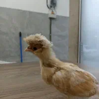 جوجه لهستانی و پولند