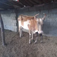 گاو گوساله دار