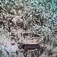 دوعدد الاغ نر