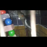 عروس هلندی سفید آلبینو دوکت و عروس هلندی آهویی