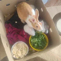 خرگوش زیبا و بازیگوش