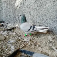ماده سبز دم سفید بدون شعمک|پرنده|شیراز, شهرک سعدی|دیوار