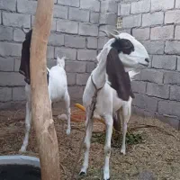 گوسفند