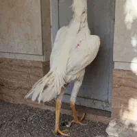 جوجه خروس لاری اوشامو|حیوانات مزرعه|تهران, سنگلج (شاپور)|دیوار