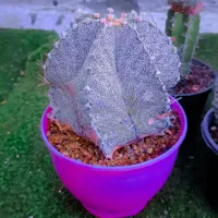 کاکتوس گل آپارتمانی آسترواورناتوم سایز درشت|گل و گیاه طبیعی|تهران, مسعودیه|دیوار