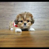 سگ پشمالو شیتزو مالتیز عروسکی سایز صفر|سگ|مشهد, مصلی (کارمندان اول)|دیوار