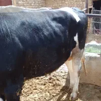 دو راس گوساله چاق