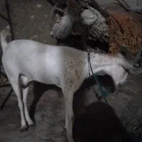 بز سفید وخوشکل