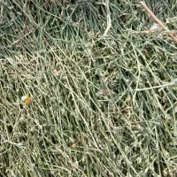 کاسنی وحشی گل آبی