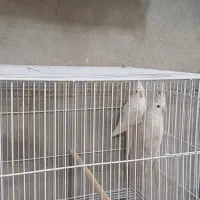 عروس هلندی مولد سالم سرحال ۶جفت