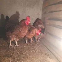 مرغ تخمگذار|حیوانات مزرعه|مشهد, بهمن|دیوار