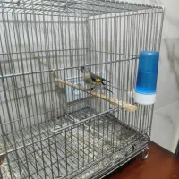 سیره جوجه قفس|پرنده|دورود, |دیوار