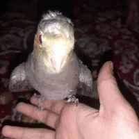 عروس هلندی نر مست مست