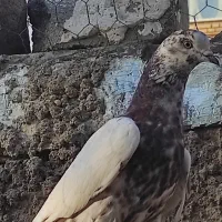 کبوتر پرشی