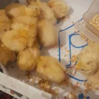 بلدرچین|حیوانات مزرعه|تربتحیدریه, شهرک ولیعصر|دیوار