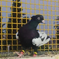سینه سیاه نوک سفید