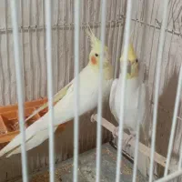 عروس هلندی لوتینو|پرنده|زاوه, |دیوار