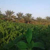 بذر یونجه (تخم علف)محلی ایرانشهر|خدمات باغبانی و درختکاری|ایرانشهر, |دیوار
