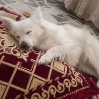 واگذاری اشپیتز|سگ|گلبهار, شهر جدید گلبهار|دیوار