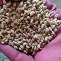 گندم بذری پیشگام