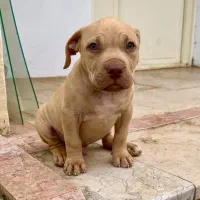 توله پیتبول نر اصیل