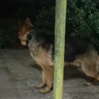 ژرمن شپرد|سگ|رودسر, |دیوار