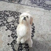 سگ  پاکوتاه