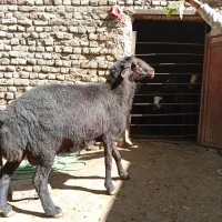 قوچ غزل|حیوانات مزرعه|زند, |دیوار