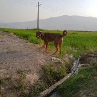 توله پژدر  نر ۱۵ ماهه|سگ|خمین, |دیوار