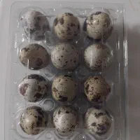 پخش تخم خوراکی بلدرچین به سراسر ایران