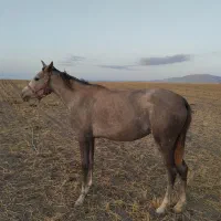 اسب مادیان