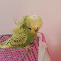 مرغ عشق پروانه ای،سهره،قناری|پرنده|مشهد, کوی ولیعصر|دیوار