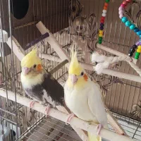 یک جفت عروس هلندی مولد