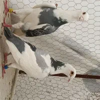 کفتر نروماده ابلغ دم سفید و پیازی